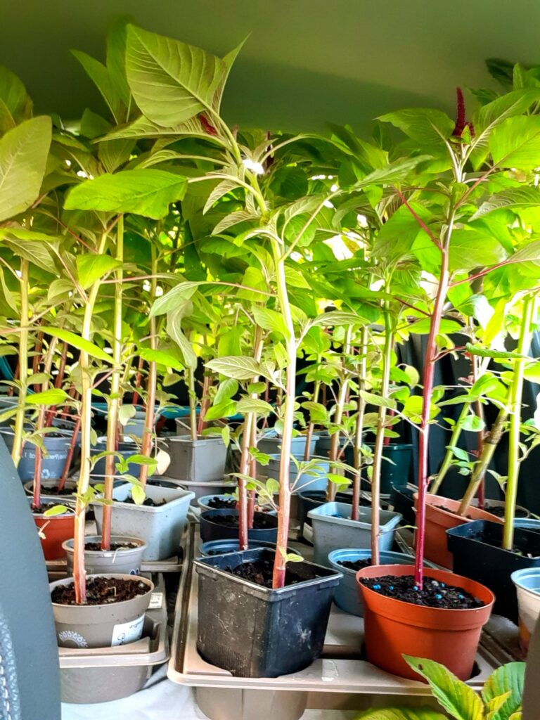 Amaranthus going to market