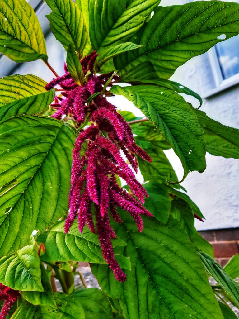Amaranthus