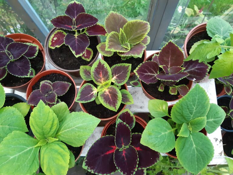 Coleus in the greenhouse