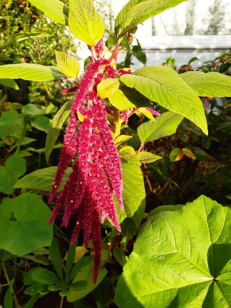 Amaranthus