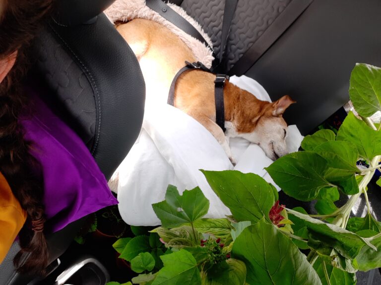 Sandy travelling with Amaranthus