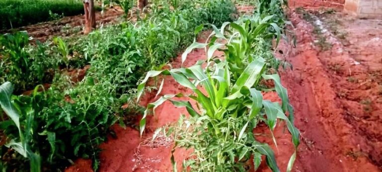 IMG-20250714-WA0000~3