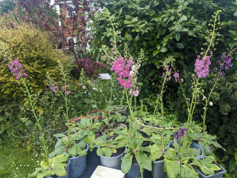 PXL_20240525_112333572